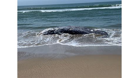 2 dead gray whales spotted in Marin County over the weekend